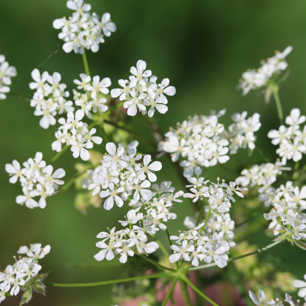 Chervil seed packet