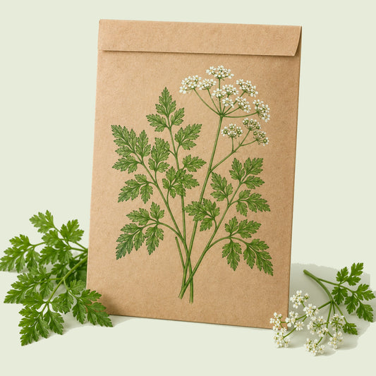 Kraft seed packet illustrated with Chervil, with fresh Chervil beside it