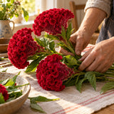 Chief Red Flame Celosia Seeds harvest up close