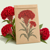 Kraft seed packet illustrated with Chief Red Flame Celosia, with fresh Chief Red Flame Celosia beside it