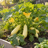 Chiffon Summer Squash Seeds growing in a home garden