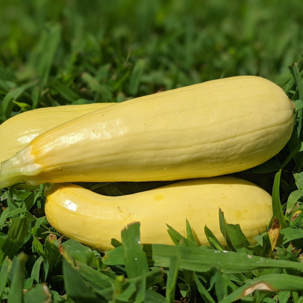 Chiffon Summer Squash seed packet