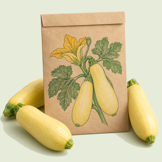 Kraft seed packet illustrated with Chiffon Summer Squash, with fresh Chiffon Summer Squash beside it