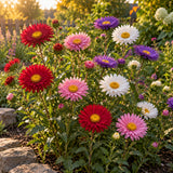China Aster Blend Aster Seeds growing in a home garden