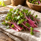 China Rose Radish Sprouts Seeds harvest up close