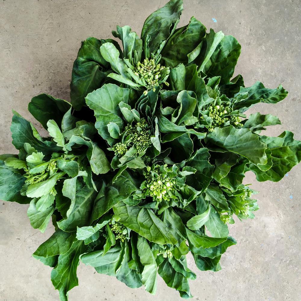 Chinese Broccoli / Kailaan seed packet