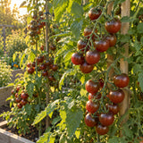 Chocolate Cherry Pole Cherry Tomato Seeds growing in a home garden