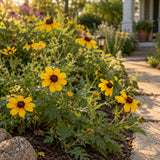 Chocolate Flower Seeds growing in a home garden