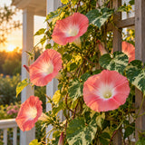 Chocolate Morning Glory Seeds growing in a home garden