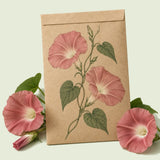 Kraft seed packet illustrated with Chocolate Morning Glory, with fresh Chocolate Morning Glory beside it