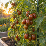 Chocolate Sprinkles Pole Cherry Tomato Seeds growing in a home garden