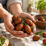 Chocolate Sprinkles Pole Cherry Tomato Seeds harvest up close