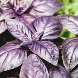 Ciao Bella Basil Blend Microgreens seed packet