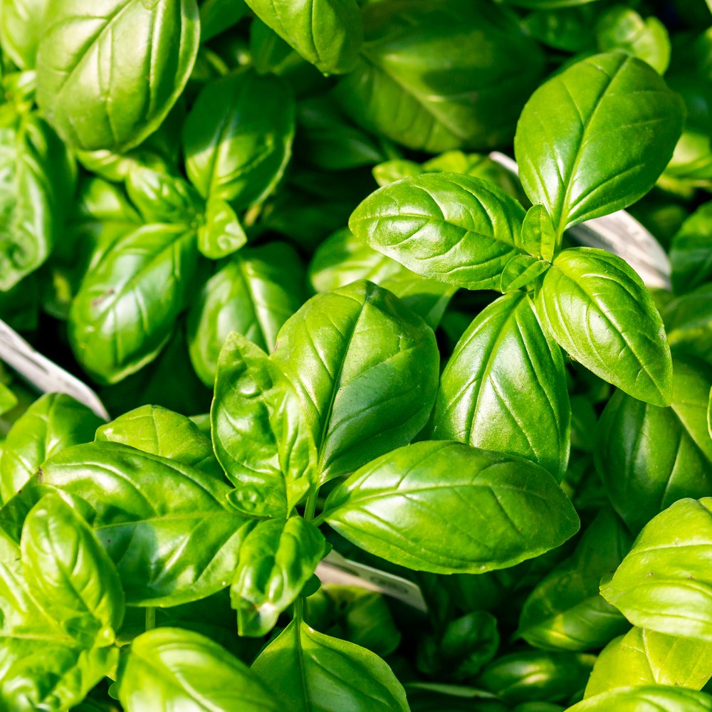 Ciao Bella Basil Blend Microgreens seed packet