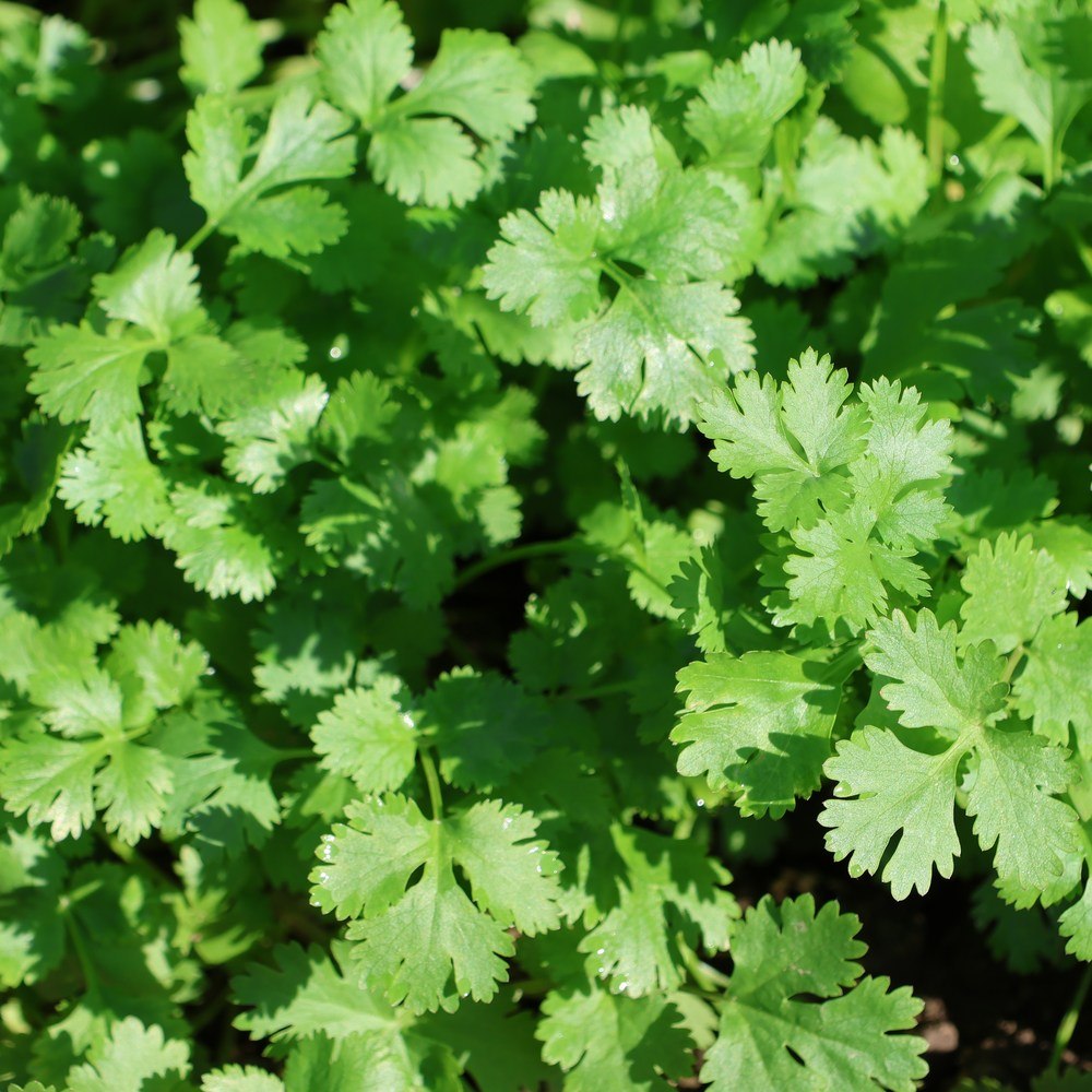 Cilantro Microgreens seed packet