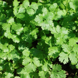 Cilantro Microgreens seed packet