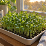 Cilantro Microgreens Seeds growing in a home garden