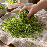 Cilantro Microgreens Seeds harvest up close