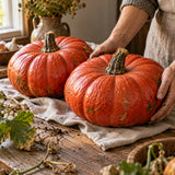 Cinderella Pumpkin Seeds harvest up close