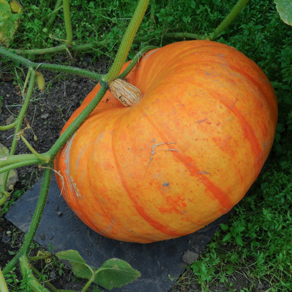 Cinderella Pumpkin seed packet