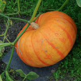 Cinderella Pumpkin seed packet