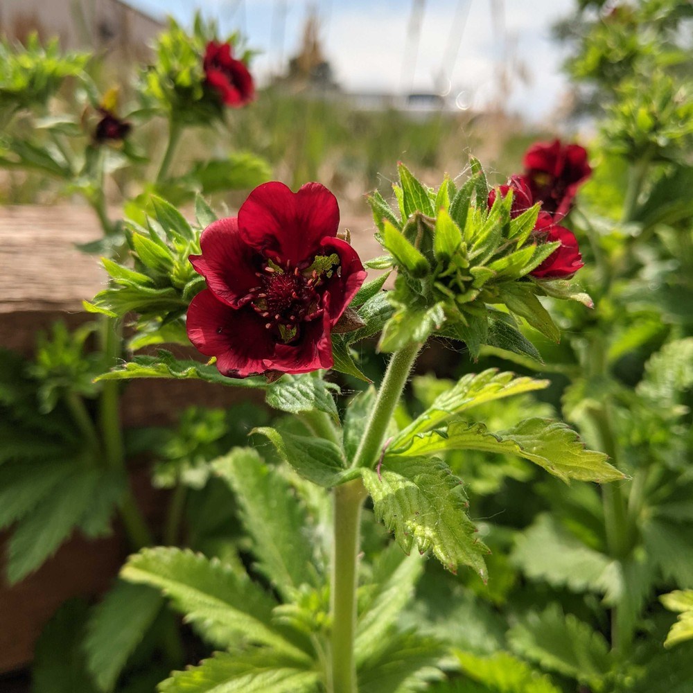 Scarlet Cinquefoil seed packet