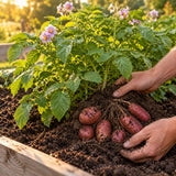 Clancy Potato Seeds growing in a home garden