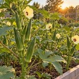 Clemson Spineless 80 Green Okra Seeds growing in a home garden