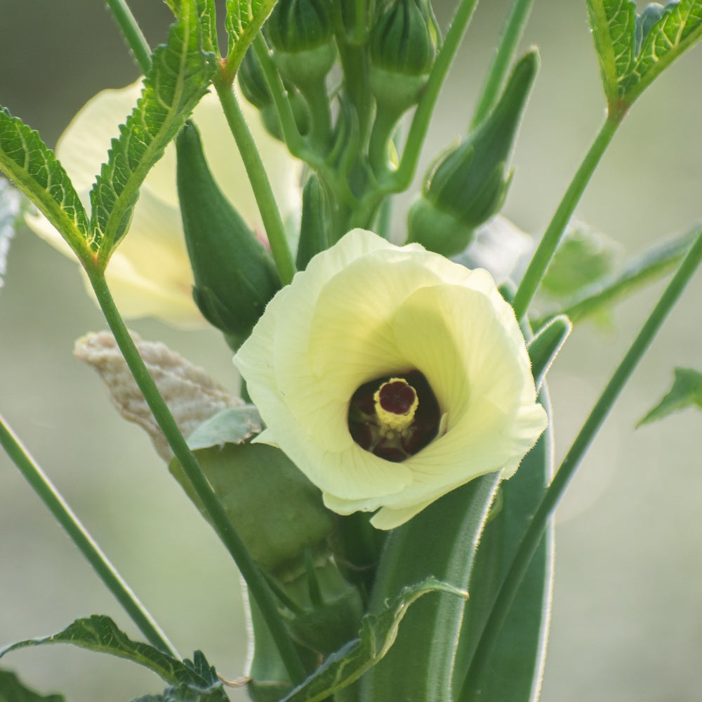 Clemson Spineless 80 Green Okra plants in the garden