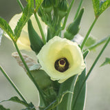 Clemson Spineless 80 Green Okra plants in the garden
