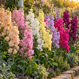 Column Blend Stock Seeds growing in a home garden