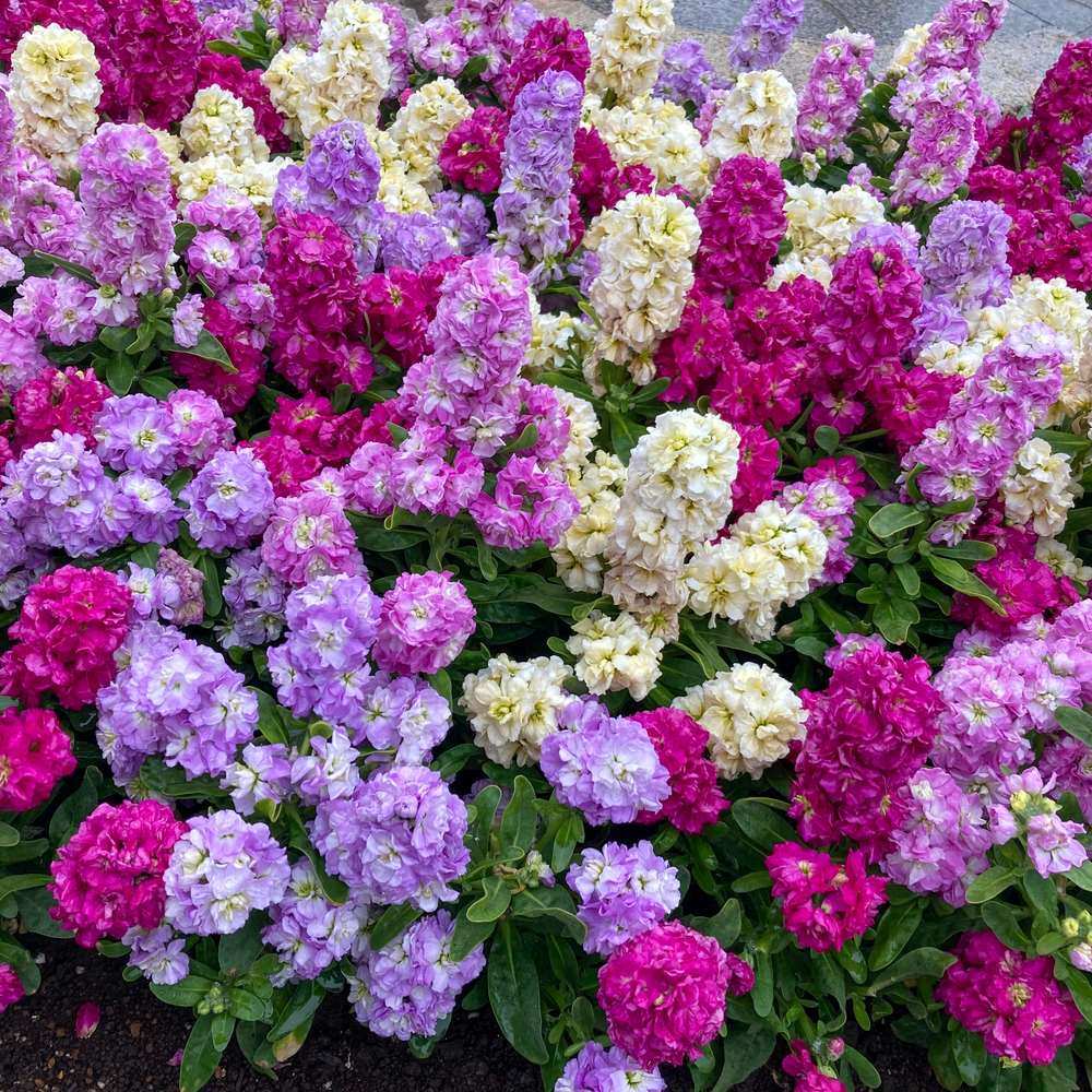 Column Blend Stock seed packet