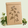 Kraft seed packet illustrated with Common Buckwheat Cover Crop, with fresh Common Buckwheat Cover Crop beside it