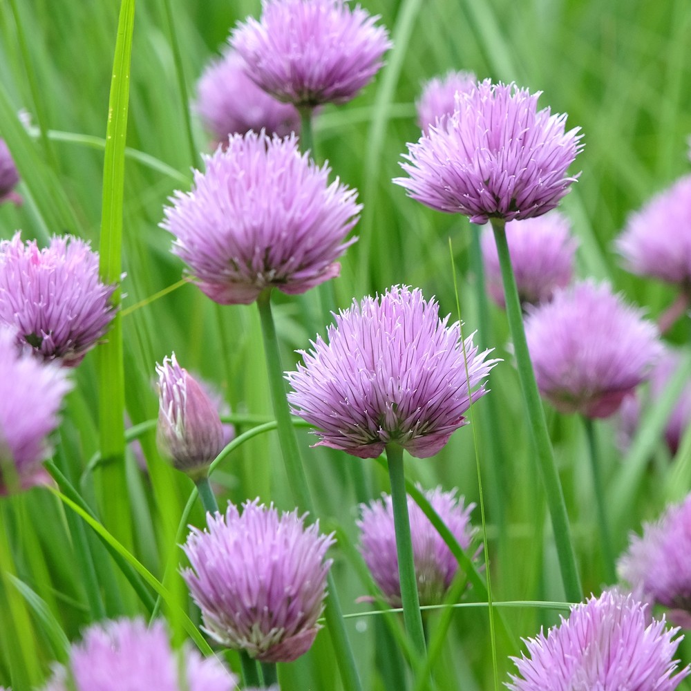 Common Chives Herb plants in the garden