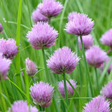 Common Chives Herb plants in the garden