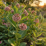 Common Milkweed Monarch Host Seeds growing in a home garden
