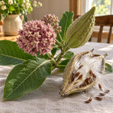 Common Milkweed Monarch Host Seeds harvest up close
