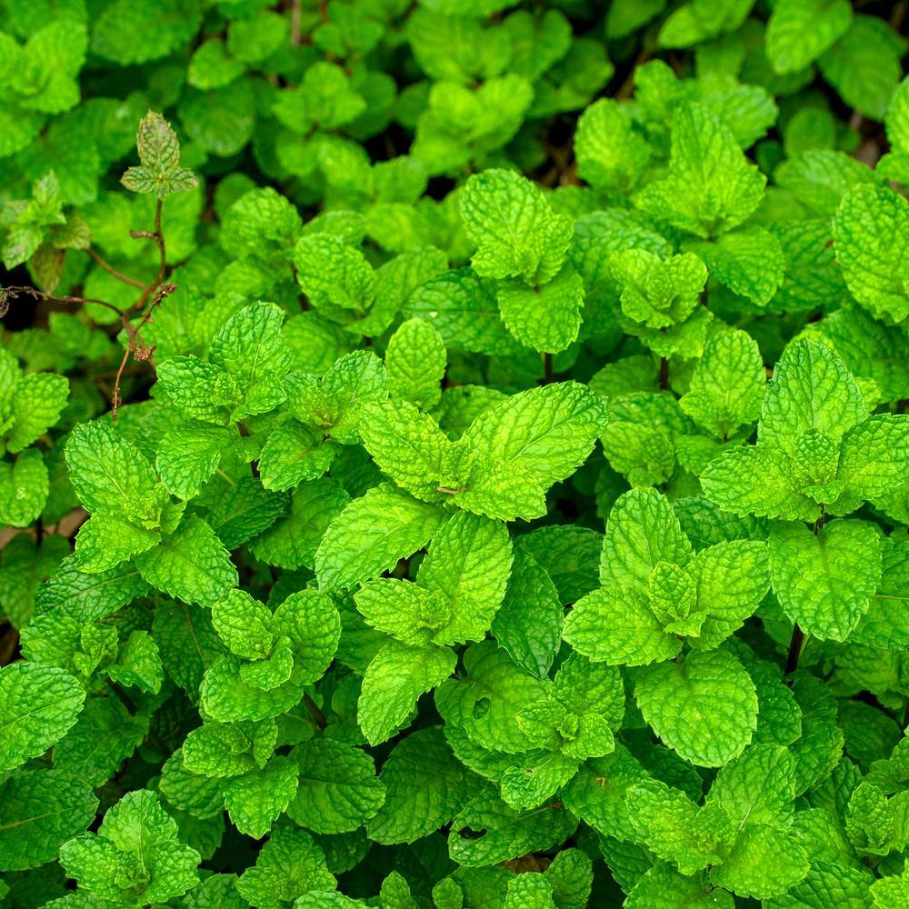 Common Mint seed packet