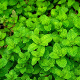 Common Mint seed packet