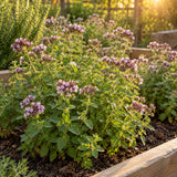 Common Oregano Seeds growing in a home garden