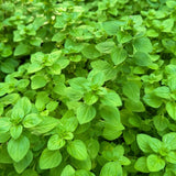 Common Oregano seed packet