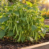 Contender Bush Bean Seeds growing in a home garden