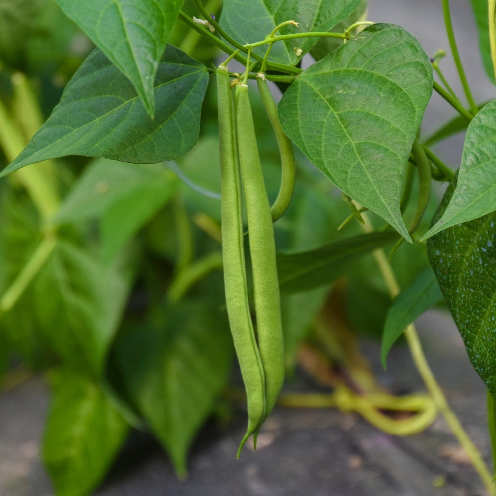 Contender Bush Bean seed packet
