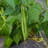 Contender Bush Bean seed packet