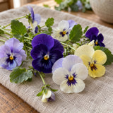 Cool Summer Breeze Viola Seeds harvest up close
