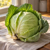Copenhagen Market Cabbage Seeds harvest up close