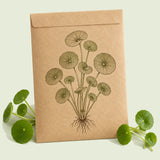Kraft seed packet illustrated with Copper Coin Grass, with fresh Copper Coin Grass beside it