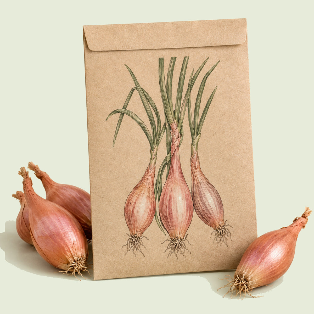 Kraft seed packet illustrated with Copper Pink Shallot Onion, with fresh Copper Pink Shallot Onion beside it