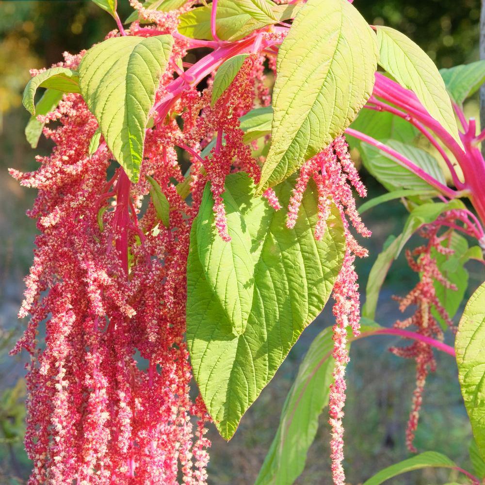 Coral Fountain Love-Lies-Bleeding Amaranth growing in a garden