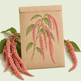 Kraft seed packet illustrated with Coral Fountain Love-Lies-Bleeding Amaranth, with fresh Coral Fountain Love-Lies-Bleeding Amaranth beside it